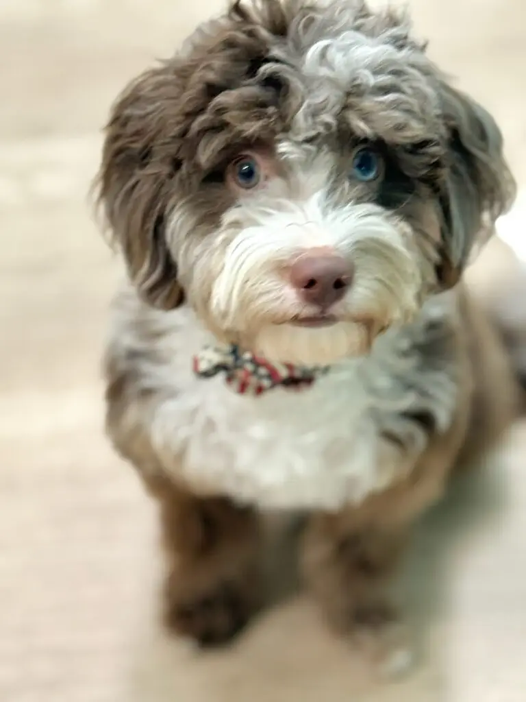Coco